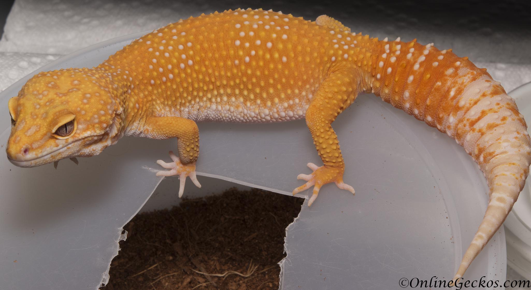 onlinegeckos leopard gecko breeder blood albino