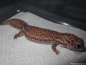 andromeda-patternless-african-fat-tail.jpg