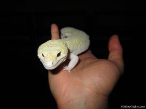 Ares Super Giant Mack Snow Raptor
