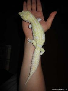 Ares Super Giant Mack Snow Raptor
