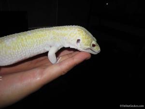 Ares Super Giant Mack Snow Raptor