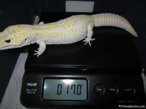 Ares Super Giant Mack Snow Raptor