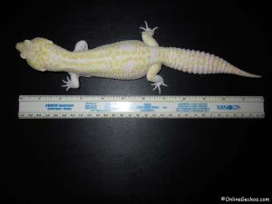 Ares Super Giant Mack Snow Raptor