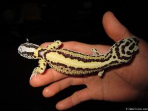 deino-bandit-leopard-gecko.jpg