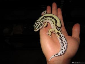 enyo-bandit-leopard-gecko.jpg