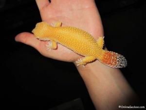 eos-super-hypo-tangerine-carrot-tail-baldy-2.jpg