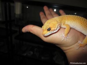 eos-super-hypo-tangerine-carrot-tail-baldy.jpg