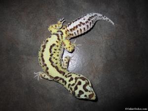 eros-bandit-leopard-gecko.jpg