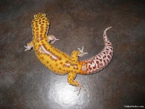 Kronos Radar leopard gecko