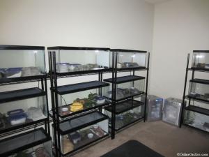 leopard-gecko-breeder-tanks.jpg