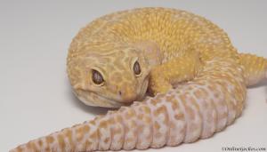 Apollo Super Giant Sunglow