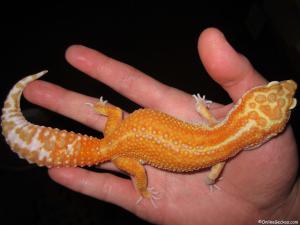 onlinegeckos.com breeder giant extreme emerine leopard gecko calliope