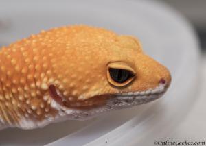 Blood Super Hypo Leopard Gecko