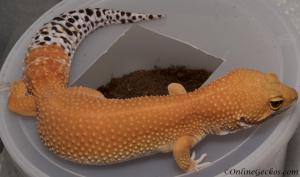 Artemis Blood Super Hypo