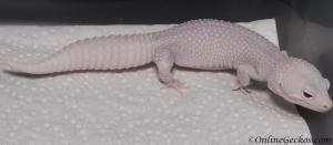onlinegeckos.com leopard gecko breeder collection mack snow white knight female