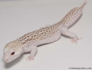 onlinegeckos.com leopard gecko breeder collection super radar atlas male
