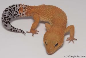 onlinegeckos.com leopard gecko breeder collection tangerine tornado