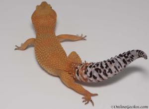 onlinegeckos.com leopard gecko breeder collection tangerine tornado female