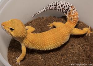 Tangerine Tornado