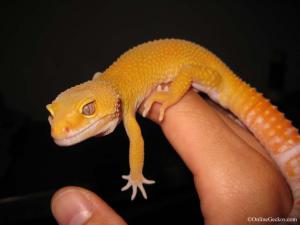 Zeus Giant Sunglow