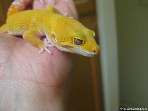 Zeus Giant Sunglow