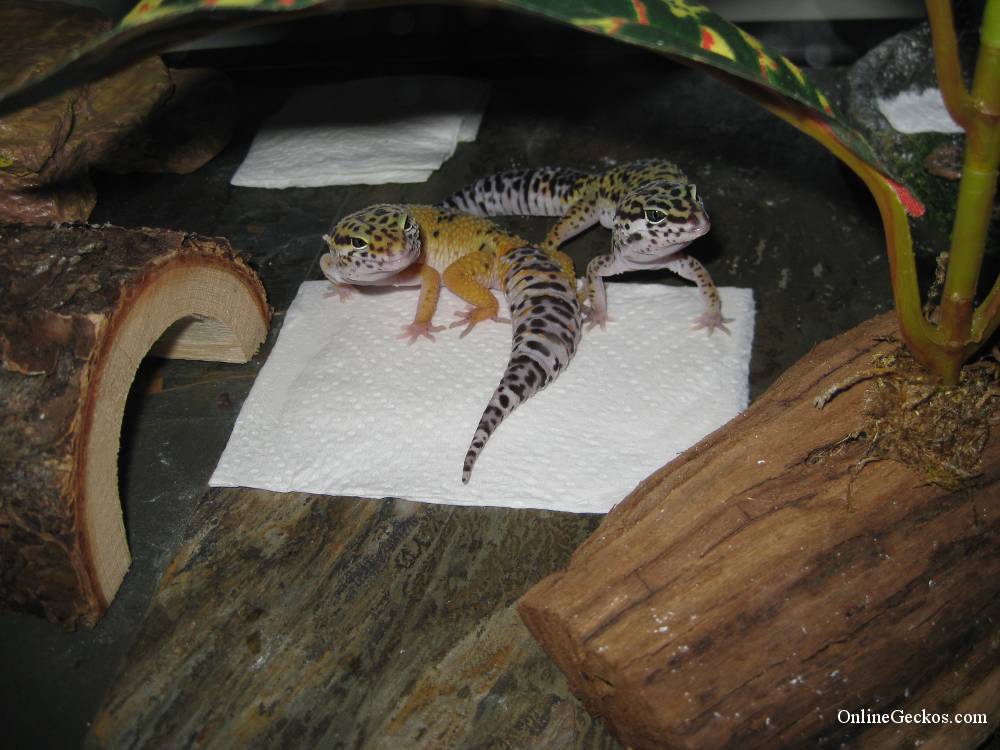 Cute leopard geckos