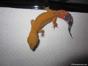 Sold - Super Hypo Tangerine Carrot-tail Baldy het Tremper 50% pos Giant (M11F28091213F)