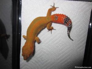 Sold - Super Hypo Tangerine Carrot-tail Baldy het Tremper 50% pos Giant (M11F28092613F)