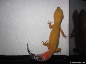 Sold - Super Hypo Tangerine Carrot-tail Baldy (M7F27092113F)