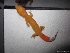 Sold - Super Hypo Tangerine Carrot-tail Baldy (M7F27092713M)