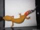 Sold - Super Hypo Tangerine Carrot-tail Baldy het Tremper 50% pos Giant Female (M11F28073113F)