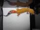 Sold - Super Hypo Tangerine Carrot-tail Baldy het Tremper 50% pos Giant Female (M11F28073113F) 2
