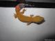 Sold - Super Hypo Tangerine Carrot-tail Baldy het Tremper 50% pos Giant (M11F28091213F) 1