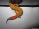 Sold - Super Hypo Tangerine Carrot-tail Baldy het Tremper 50% pos Giant (M11F28092813F) 2