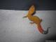 Sold - Super Hypo Tangerine Carrot-tail Baldy Male (M7F27072813M1) 1