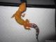 Sold - Super Hypo Tangerine Carrot-tail Baldy Male (M7F27072813M2)