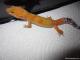 Sold - Super Hypo Tangerine Carrot-tail Baldy Male (M7F27072813M2) 1