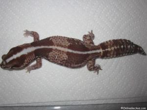 Taken - FREE Pet Gecko - Stripe het Patternless African Fat Tail (AFT050109F)