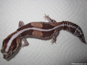 Taken - FREE Pet Gecko - Normal Striped African Fat Tail (AFT100211F)