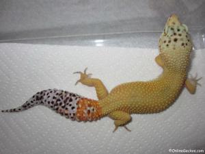 Taken - FREE Pet Gecko - Super Hypo Tangerine Carrot-Tail (M11091613F)