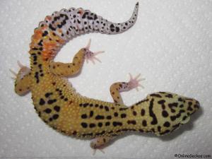 Taken - FREE Pet Gecko - Tangerine Carrot-Tail (M2F27070714F)
