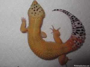 Sold - Giant Super Hypo Tangerine Carrot-Tail (M2F28061614M)