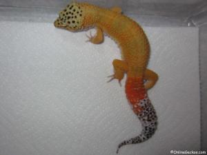 Sold - Giant Super Hypo Tangerine Carrot-Tail (M2F28061614M2)