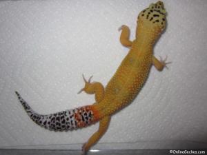 Sold - Giant Super Hypo Tangerine Carrot-Tail (M2F28071514F)