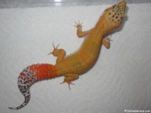 Sold - Giant Super Hypo Tangerine Carrot-Tail (M2F28080114F)