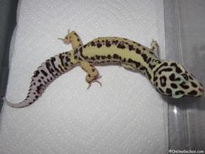 Taken - FREE Pet Gecko - Stripe Bandit Male (M6F13080113M)