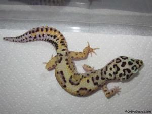 Taken - FREE Pet Gecko - Bold Bandit (M6F26071113M)