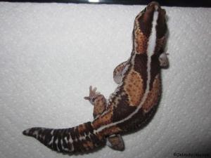 Sold - Striped 100% het Patternless African Fat-Tailed Gecko (M9F18030414F)