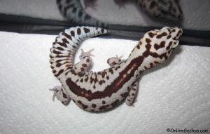 Sold - Striped White Out 100% het Patternless African Fat-Tailed Gecko (M9F18031314F)