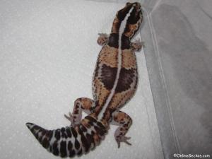 Sold - Striped 100% het Patternless African Fat-Tailed Gecko (M9F18040114F)